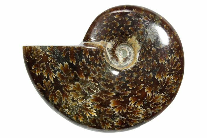 Polished Ammonite (Cleoniceras) Fossil - Madagascar #348517